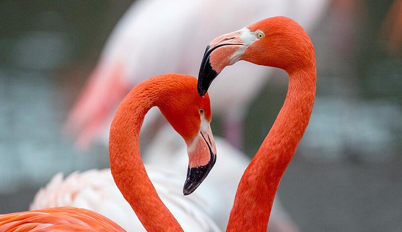 Flamingos legen bei ihrem Partner Wert auf Körpergefühl: