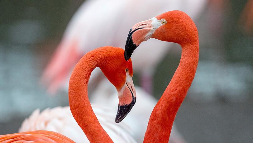 Flamingos legen bei ihrem Partner Wert auf Körpergefühl: Flamingos legen bei ihrem Partner Wert auf Körpergefühl: