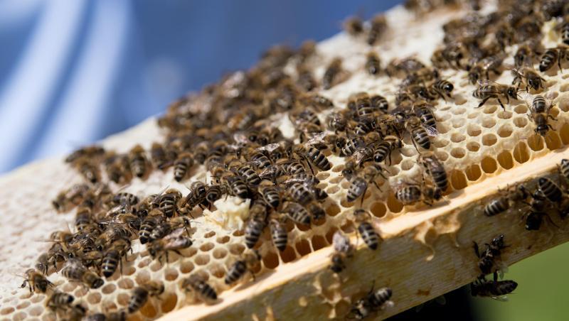 Ein Imker zeigt während einer Pressekonferenz Bienen, die auf einer Wabe sitzen. Foto: Sven Hoppe/dpa/Archivbild Ein Imker zeigt während einer Pressekonferenz Bienen, die auf einer Wabe sitzen. Foto: Sven Hoppe/dpa/Archivbild