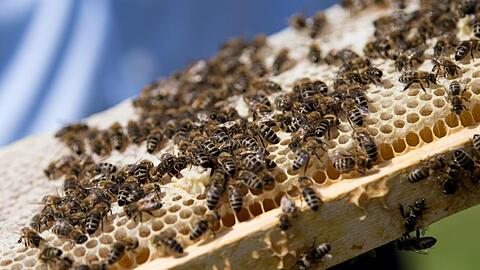 Ein Imker zeigt während einer Pressekonferenz Bienen, die auf einer Wabe sitzen. Foto: Sven Hoppe/dpa/Archivbild