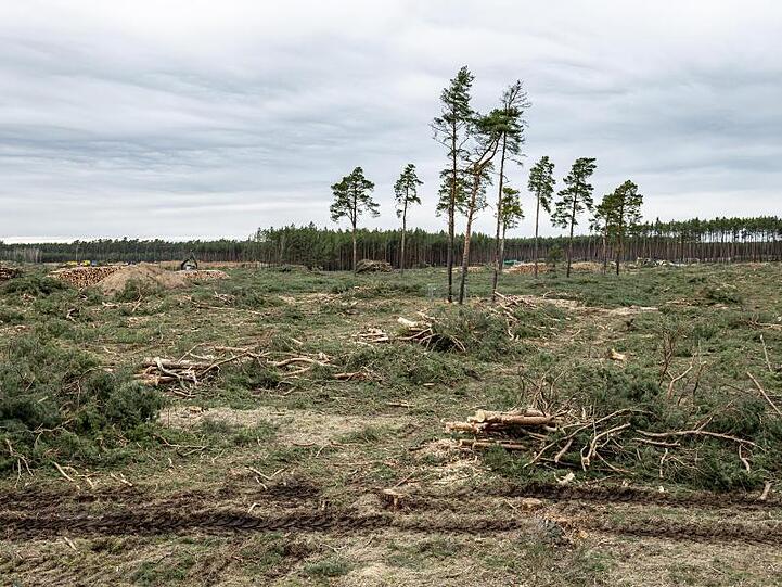 Einzelne Bäume stehen noch auf dem Gelände für das zukünftige Tesla Werk in Grünheide.