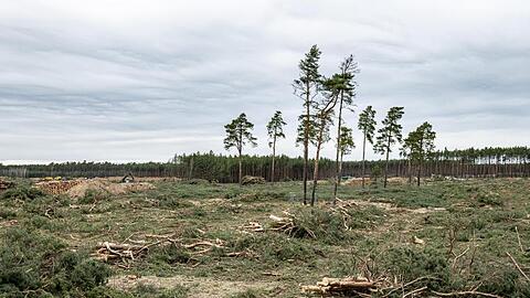 Einzelne Bäume stehen noch auf dem Gelände für das zukünftige Tesla Werk in Grünheide.