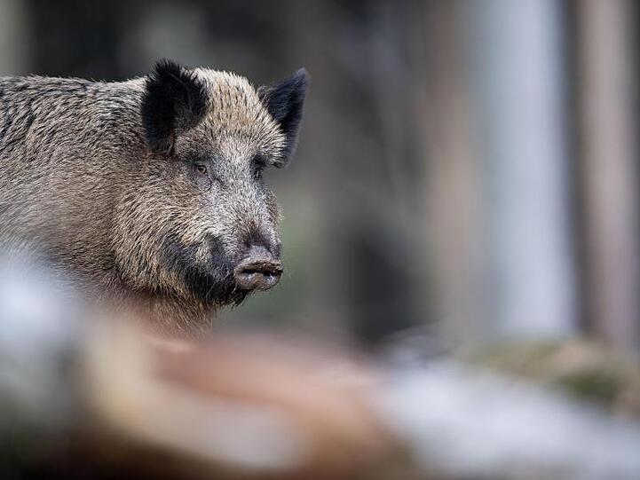 Ein Wildschwein steht auf einem Plateau im Wald. Foto: Lino Mirgeler/Archivbild