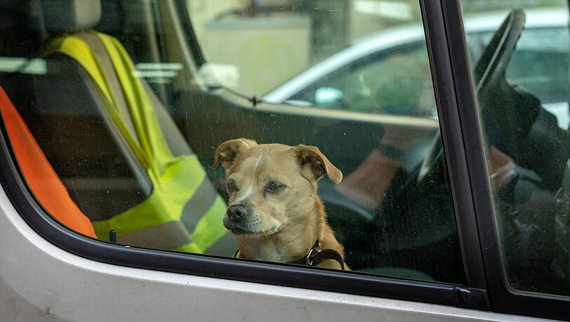 40 Minuten lang musste der Hund im heißen Auto ausharren. (Symbolbild)