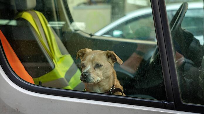 40 Minuten lang musste der Hund im heißen Auto ausharren. (Symbolbild)