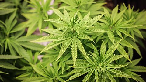 Das Gesetz zur Legalisierung von Cannabis ist am Freitag ein Tagesordnungspunkt im Bundesrat.