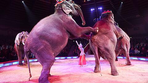 Dompteurin Jana Lacey-Krone mit ihren Elefanten im Circus Krone.