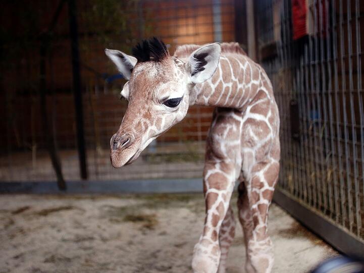 Familienzuwachs bei den Giraffen im Tierpark Hellabrunn: Mitte März brachte Mama Kabonga einen gesunden kleinen Giraffenbullen zur Welt. Einen Namen hat der Bub zwar noch nicht - aber ist jetzt schon ein kleiner Star.