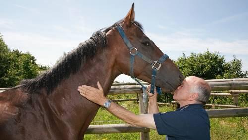 Wolfgang Figge pflegt eine enge Beziehung zu seinen Pferden. Hier kümmert sich der 62-jährige Riemer Trainer um den vierjährigen Hengst Fortunato. Wolfgang Figge pflegt eine enge Beziehung zu seinen Pferden. Hier kümmert sich der 62-jährige Riemer Trainer um den vierjährigen Hengst Fortunato.