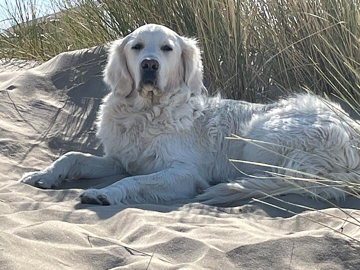 Bailey