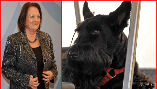 Sabine Leutheusser-Schnarrenberger hat Ärger wegen ihrer Franzi - die Scottish Terrier-Dame soll eine Frau gebissen haben. Sabine Leutheusser-Schnarrenberger hat Ärger wegen ihrer Franzi - die Scottish Terrier-Dame soll eine Frau gebissen haben.