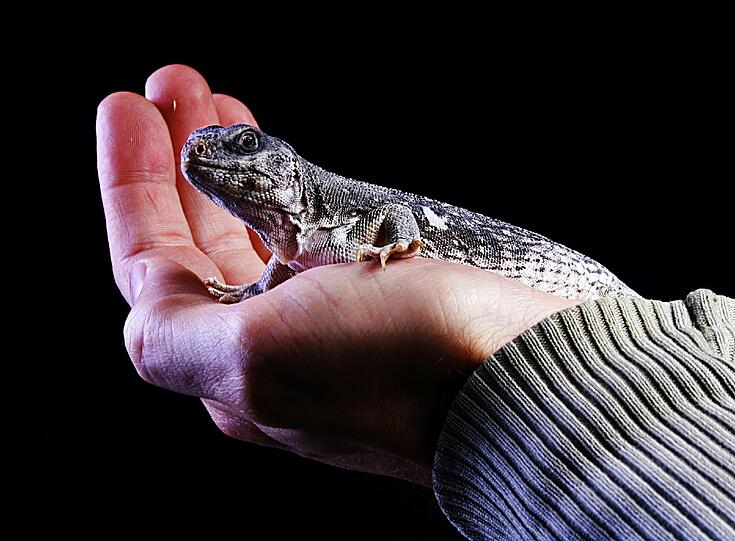 Wenn Reptilien wie dieser Wüstenleguan Krankheitssymptome zeigen, kann es für die exotischen Tiere schon zu spät sein.