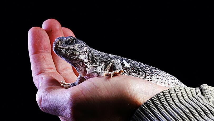Wenn Reptilien wie dieser Wüstenleguan Krankheitssymptome zeigen, kann es für die exotischen Tiere schon zu spät sein. Wenn Reptilien wie dieser Wüstenleguan Krankheitssymptome zeigen, kann es für die exotischen Tiere schon zu spät sein.