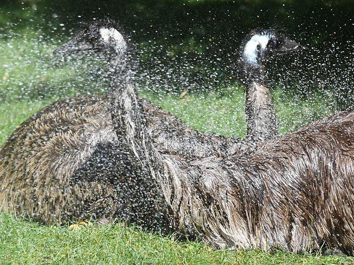 Emus. Foto: Uli Deck/Archivbild