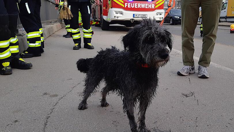 Der Hund war nach der Rettung wohlauf, sein Frauchen kam mit Verdacht auf eine Unterkühlung ins Krankenhaus.