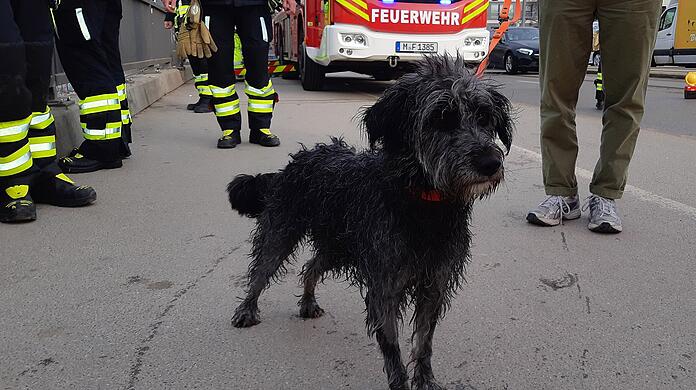 Der Hund war nach der Rettung wohlauf, sein Frauchen kam mit Verdacht auf eine Unterkühlung ins Krankenhaus.