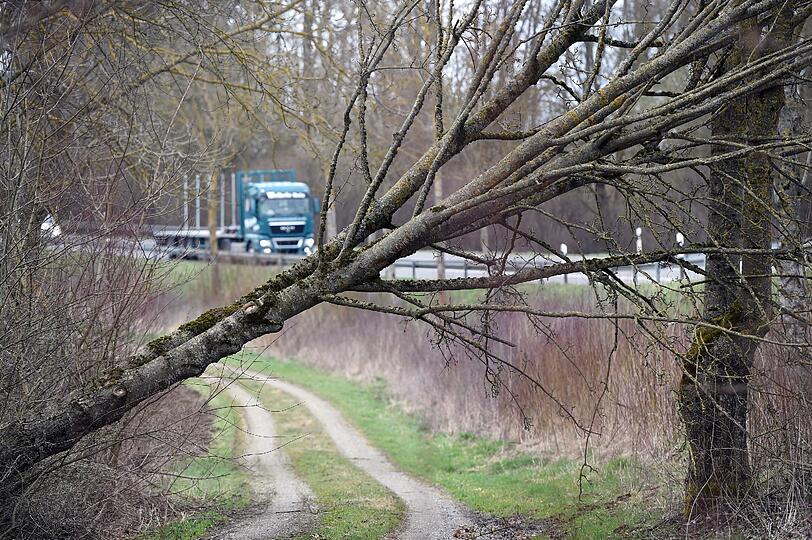 Angeknaxte Äste können schon bei leichtem Wind abbrechen. Dann wird's für Spaziergänger gefährlich.