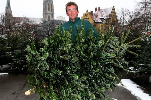 Weihnachtsbaumverkäufer Richard Tomazevicz steht mit einer Nordmanntanne an der Wiesn.