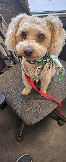 Maxi ist ein Therapiehund für Kollegen, wenn es ihnen schlecht geht und wickelt alle Frauen um den Finger mit seinem Charme.