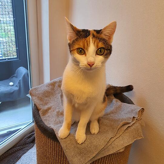 Die Europäische-Kurzhaar-Katze Amanda (2) ist eine energiegeladene und temperamentvolle Katze, die sich für eine Familie mit älteren Kindern eignet. Sie versteht sich nicht mit anderen Katzen und braucht daher ein Zuhause nur für sich und mit gesichertem Freigang.