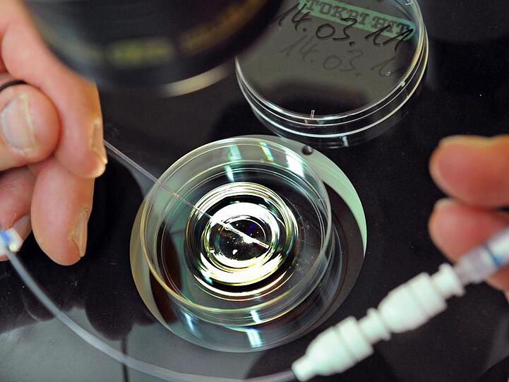 Ein Katheter wird mit einem vorher kultiviertem Embryo für einen Embryotransfer befüllt. Foto: Waltraud Grubitzsch/Archiv