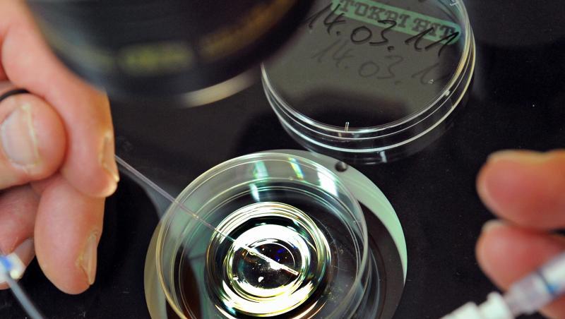 Ein Katheter wird mit einem vorher kultiviertem Embryo für einen Embryotransfer befüllt. Foto: Waltraud Grubitzsch/Archiv Ein Katheter wird mit einem vorher kultiviertem Embryo für einen Embryotransfer befüllt. Foto: Waltraud Grubitzsch/Archiv