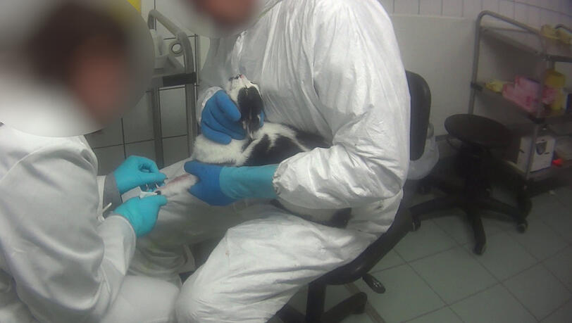 Katzen wird in dem Labor mehrmals täglich Blut abgenommen. Katzen wird in dem Labor mehrmals täglich Blut abgenommen.