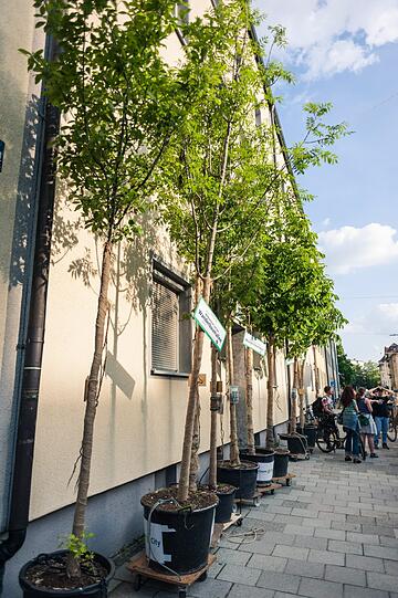 Hübsch: Aktuell stehen die Bäume in der Fraunhoferstraße.