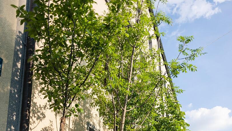 Hübsch: Aktuell stehen die Bäume in der Fraunhoferstraße.