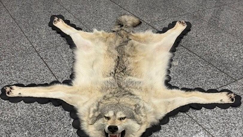 Der Zoll am Frankfurter Flughafen entdeckte ein Wolfsfell im Gepäck eines Reisenden. (Handout)