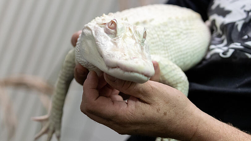 Der Albino-Alligator liegt in der Reptilien-Auffangstation in den Händen des Stations-Leiters. Das Alligator-Weibchen ist von Tierpflegern wieder gesund gepflegt worden.