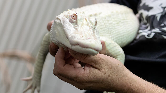 Der Albino-Alligator liegt in der Reptilien-Auffangstation in den Händen des Stations-Leiters. Das Alligator-Weibchen ist von Tierpflegern wieder gesund gepflegt worden.