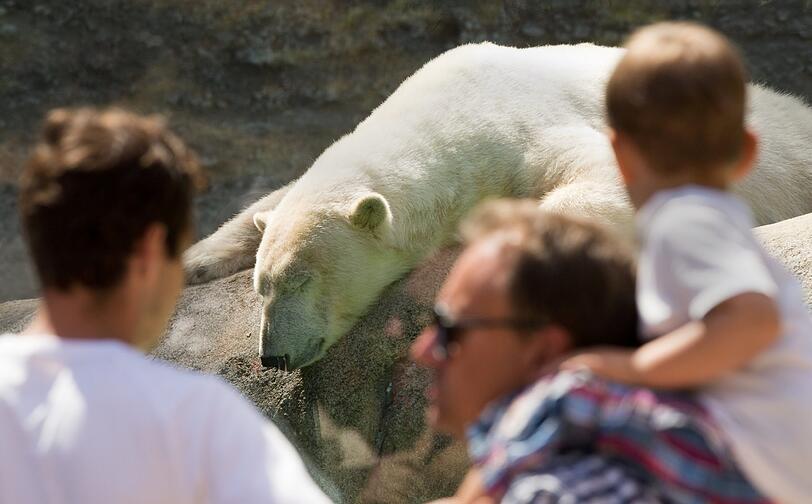 Den Eisbären macht die Hitze natürlich zu schaffen! Bilder aus dem Tierpark Hellabrunn!