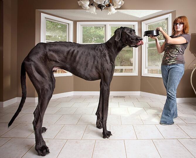 Weitere Bilder Von "Zeus", dem bisher größten Hund der Welt!