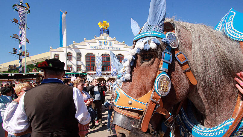 Die Tierrechtsorganisation Peta fordert ein Verbot von Pferdekutschen auf der Wiesn. (Archivbild) Die Tierrechtsorganisation Peta fordert ein Verbot von Pferdekutschen auf der Wiesn. (Archivbild)