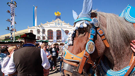 Die Tierrechtsorganisation Peta fordert ein Verbot von Pferdekutschen auf der Wiesn. (Archivbild)