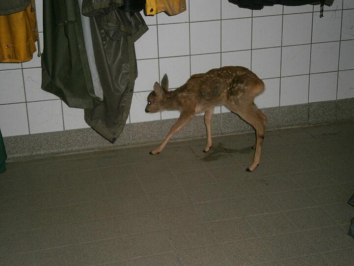 Im Tierheim wird das Rehkitz nun liebevoll versorgt.