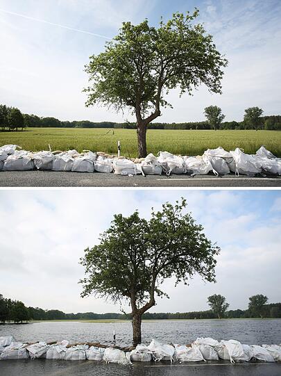 Ein, vom Hochwasser umspülter, Baum hinter einem Damm aus Sandsäcken an der Landstraße zwischen Wulkau in Sachsen-Anhalt.