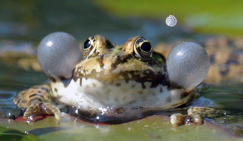 Quak! Ein Teichfrosch (Pelophylax esculentus) macht dicke Backen.