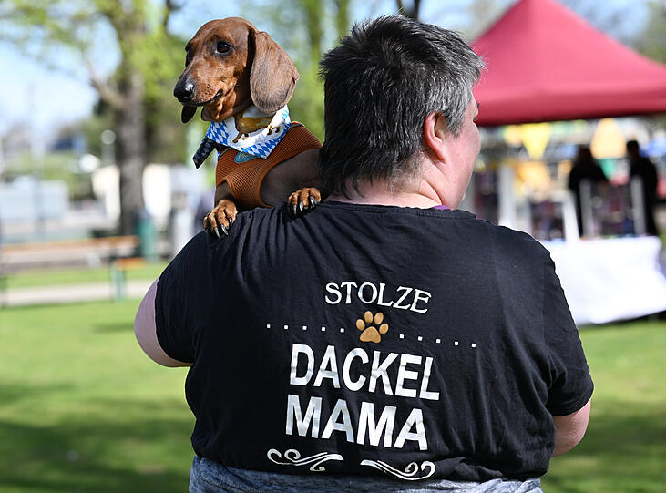Die Bilder vom "Dackel-Day" im Olympiapark.