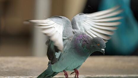 Mindestens 15 Tauben mussten gerettet werden. (Symbolbild)