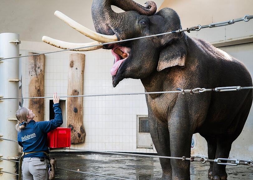 "Hinten Fu&szlig;!", "Vorne Fu&szlig;!", "Lay down!": Der Elefant beim Morgentraining. Luisa Welzel wirft ihm zur Belohnung einen Apfel ins Maul.