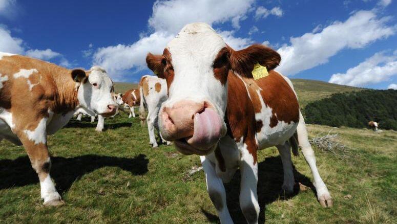 Kühe stehen auf einer Alm. (Symbolfoto) Kühe stehen auf einer Alm. (Symbolfoto)