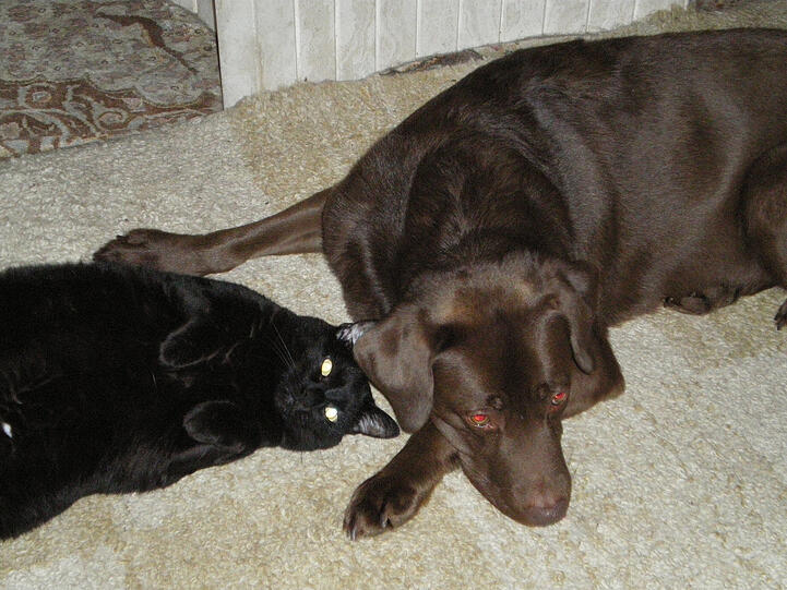Labrador Balou und Kater Felix
