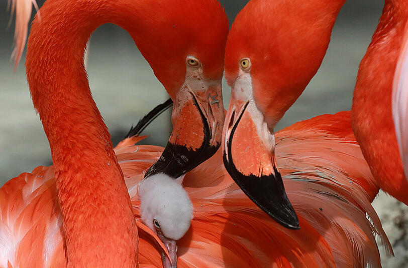 Im Tierpark Hellabrunn schlüpfen zur Zeit viele Flamingo-Babys. Wir haben die Bilder.