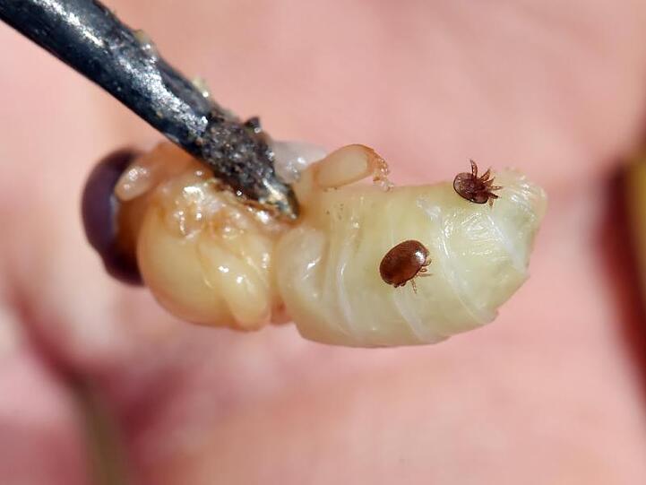 Eine Drohnenbrut von Bienen, auf der sich zwei Varroamilben befinden. Foto: Uli Deck/Archiv
