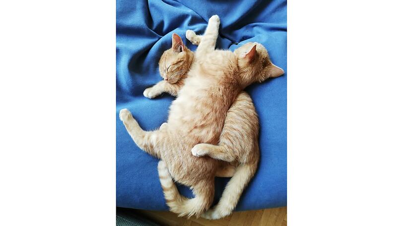 Molly und Cookie