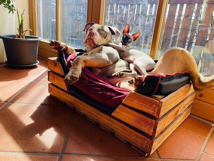 Hund Harley (Englische Bulldogge) und Nacktkatze MauMau
