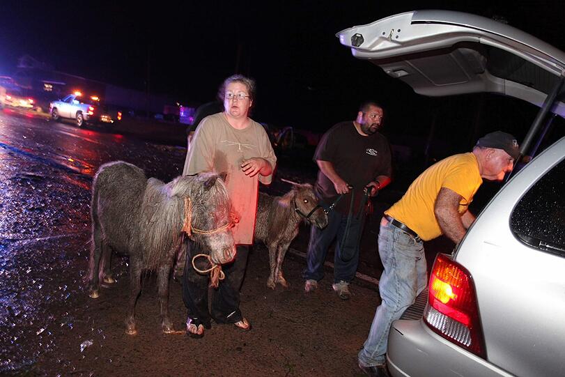 Verzweifelt versuchen die Einwohner von Mayflower (Arkansas) sich und ihre Haustiere vor den Naturgewalten in Sicherheit zu bringen. Diese Familie packt deshalb ihre Ponys in den Kofferraum.