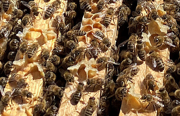 Die Bienen werden hier liebevoll als "Glücksbienen" bezeichnet. In der Hochsaison sind es bis zu 150.000 Stück. Die Bienen werden hier liebevoll als "Glücksbienen" bezeichnet. In der Hochsaison sind es bis zu 150.000 Stück.